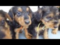 Airedale Terrier Puppies for Sale Video - S & S Family Airedales - Casey's Puppies on Back Porch Airedale Terrier Puppies for Sale Video - S & S Family Airedales - Casey's Puppies on Back Porch