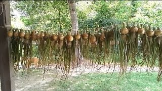 Idea for Hanging Your Onions