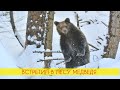 Лесник встретил в лесу  медведицу с медвежатами