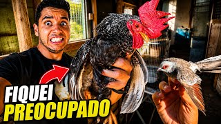 Tive que mudar as Rolinhas Diamantes para Pintar os Viveiros | MUITAS MUDANÇAS | Aves Recriar