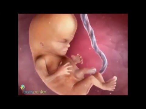 Видео: 14 седмици от бременността: усещания, развитие на плода