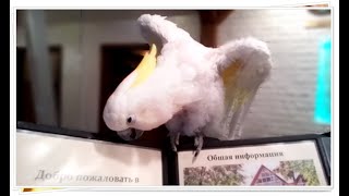 Видео 254 . Радушные постояльцы отеля. Отдыхаем в Арт-отеле ПУШКИНО. Май 2019 (автор: МОСКВАТАНИЯ)