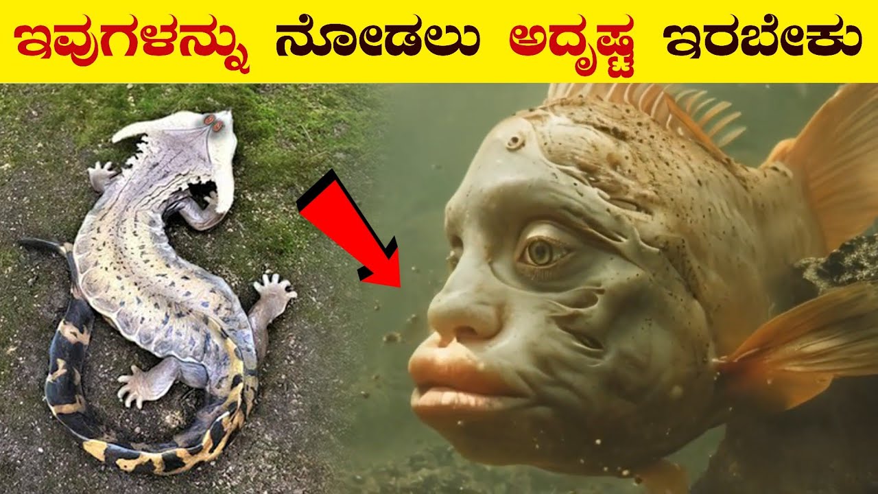 ಇವುಗಳನ್ನು ನೋಡಲು ಅದೃಷ್ಟ ಇರಬೇಕು | 10 Most Mysterious Animals in the World | Rare Animals | VismayaVani