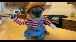 HONEST Review & Unboxing Dog Halloween Costume Chucky T2Y Store! ✅  #amazon #amazonfinds