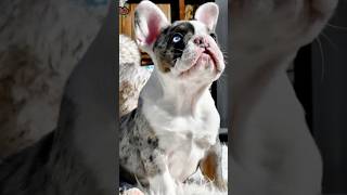 Most Expensive Dog Breeds In The World 'French Bulldog' #shorts #viral #facts #doglover