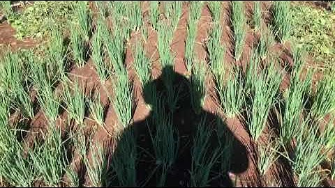 How to do Weed control for green Onion