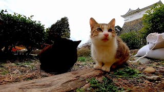 お城に住んでいる野良猫