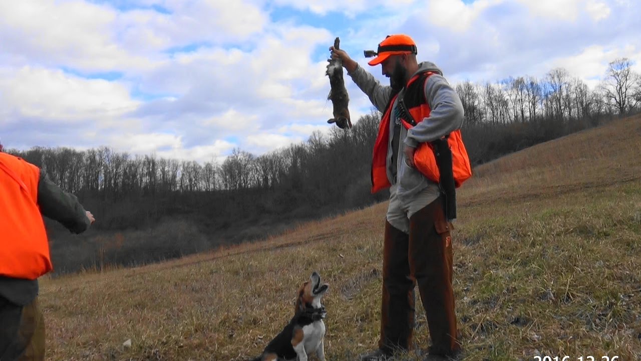 Skyview's Beagles Rabbit Hunting Michael Get First Rabbit Of The Day ...