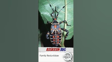 Why is this Bug considered a Deadly Assassin? | The Assassin Bug (Reduviidae)