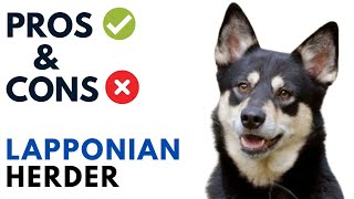 Lapponian Herder  Pros and Cons | Lapinporokoira Dog  Advantages and Disadvantages