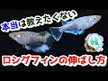本当は教えたくないメダカのロングフィンの伸ばし方～キレイに伸ばす上で大切な3つの要素～【媛めだか/軟条の伸ばし方】