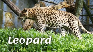 Leopard, or panther is a swimmer