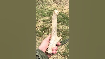 Bear Newcomb making a primitive knife using Georgetown chert and a deer antler. #fueledbynature
