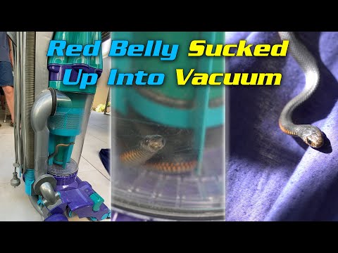Red Belly sucked into Vacuum cleaner!! 🤦🏼‍♂️