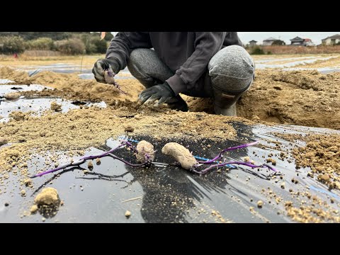 Super leggy! I planted some potatoes that sprouted like crazy
