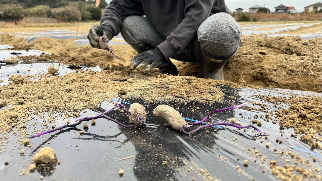 Super leggy! I planted some potatoes that sprouted like crazy