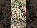 find the bird in bush #nature #explore