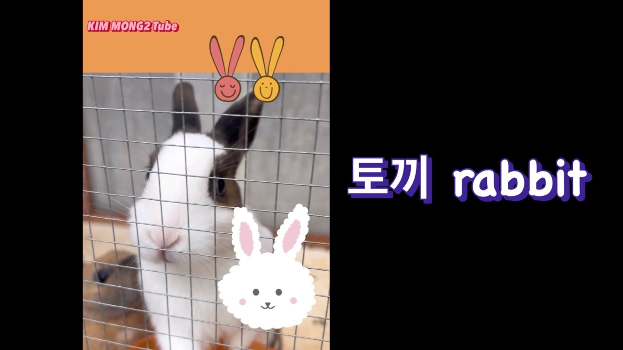 한국 집토끼 (korea rabbit) YouTube
