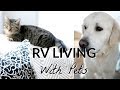 RV Living with Pets | Where to put a Cat Litter Box?