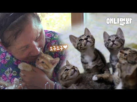 (감동 실화) 앞을 볼 수 없는 할머니와 11마리의 새끼 고양이들ㅣGrandma Who Feels Her Cats Only Through Her Fingertips