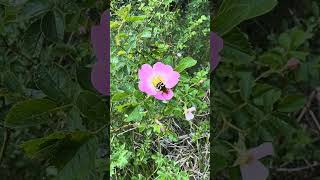 Egelantier Rosa Rubiginosa In Bloei Nl Bloeit Planten Van Hier
