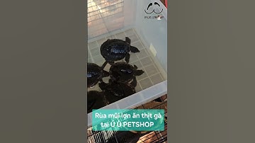 Cập nhật Rùa mũi lợn dưỡng khoẻ & ăn thịt gà tại Ú Ù PETSHOP CPC