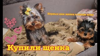 Купили щенка,первые дни щенка йорка в новом доме. йоркширский терьер.2016