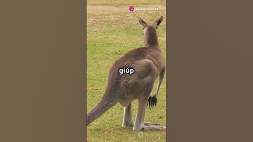 Top 3 sự thật thú vị về chuột túi🦘 #youtubeshorts #animals #shortvideo#kangaroo