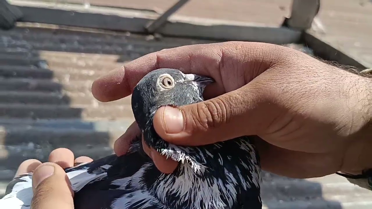 Contact +91 7006087274