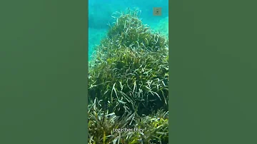 Ocean Ecosystems The Web Of Life Beneath The Waves 