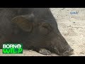 Born to be Wild: Unusual behavior of wild boars