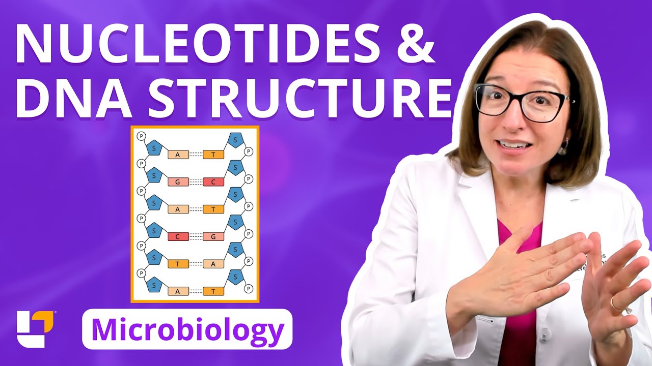 Nucleotides & DNA Structure: Microbiology  Pre-Nursing, Pre-Med & Health Field Careers | 
