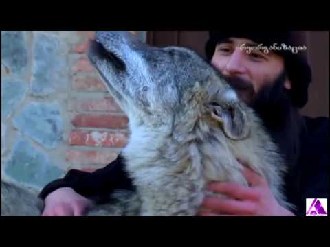 ბერის და მგლის მეგობრობა მონასტერში.