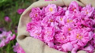 The Centifolia Rose - From the Field to the Fragrance