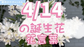 4/14の誕生花と花言葉【園芸のぶチャンネル】【4月】【14日