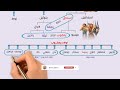 شجرة العائلة في الكتاب المقدس نسل الانبياء وكيف وصلنا من آدم إلى المسيح سلسلة نسب يسوع المسيح شجرة العائلة في الكتاب المقدس نسل الانبياء وكيف وصلنا من آدم إلى المسيح سلسلة نسب يسوع المسيح