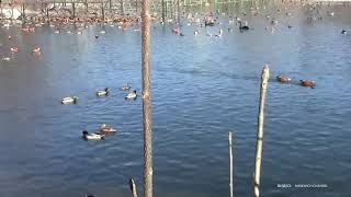 В Москве Посчитают Зимующих Водоплавающих Птиц