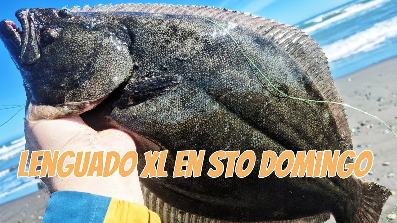 Lenguado XL, Robalosaurio en Sto Domingo 🔥