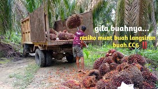 Gila resiko Muat Buah Langsiran Besar Besar Buahnya 
