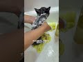 蔵の中で猫を拾ったのでシャンプー・ノミ取り・病院へ