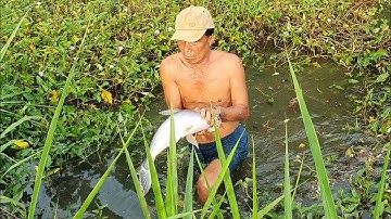 Ra Ao Bỏ Hoang Lâu Năm Câu Cá Và Món Cá Nhúng Dấm Lai Rai Buổi Chiều.Góc Làng Quê #162