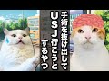 手術の途中で脳みそ出たままUSJに行こうとするやつ【コント】 【猫アニメ】