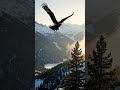 Golden Eagle Flying Through Mountains 🦅 | AI Wildlife