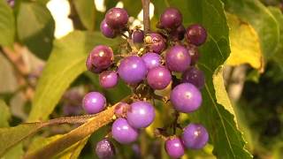 Bayabella: Callicarpa dichotoma 'Issai' ()