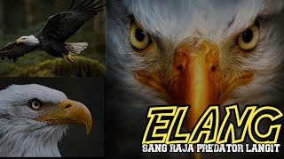 ELANG, si penguasa langit ahli pengintai, dan raja predator angkasa yang tangguh