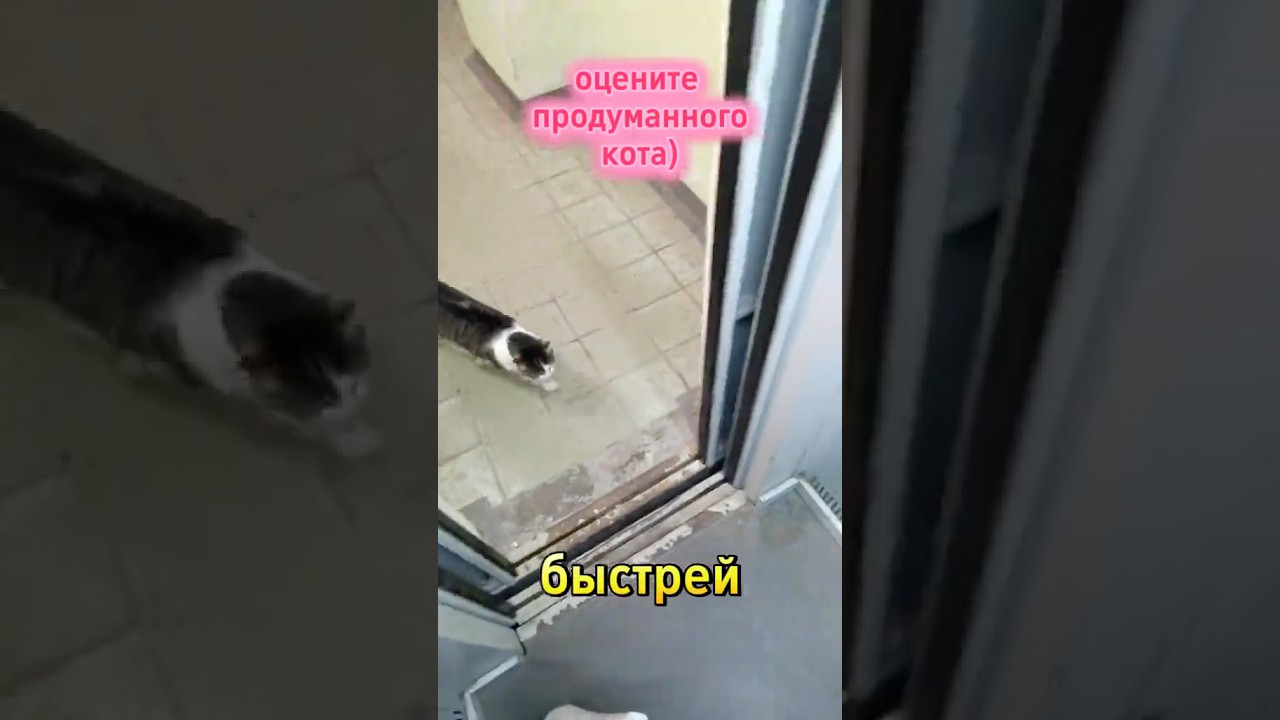 Кот, который добирается домой на лифте 😱 #веселыекоты #cat #прикольныекоты #видосыоткота