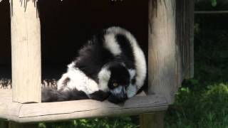Lemurer - Knuthenborg Safaripark