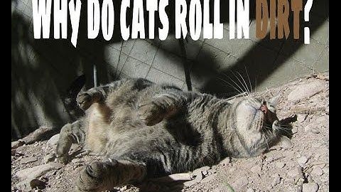 Why do cats roll in dirt?