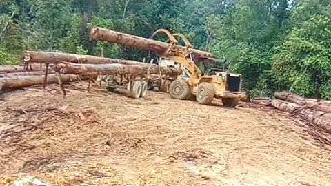 Truk logging muat kayu menggunakan alat berat wheel loader