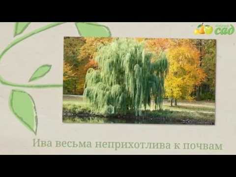 Посадка ивы - как правильно посадить иву